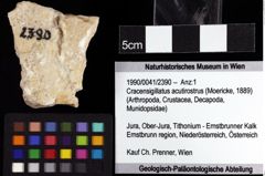 Foto (Objket + Etiketten) von Cracensigillatus acutirostrus (Moericke, 1889) 